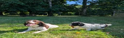 Cockapoo dogs for sale: F1 Standard Cocker Poodle Puppies  - Advert 6