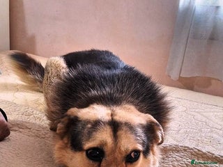 Mixed Breed dogs in Nottingham - Advert 25