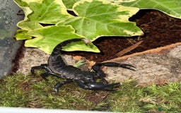 Scorpions invertebrates for sale: swammerdami and dictator and indo blue - Image 2