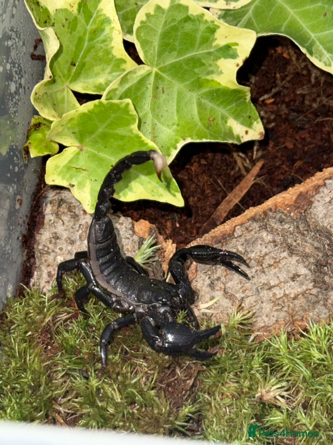 Scorpions invertebrates for sale: swammerdami and dictator and indo blue - Image 2