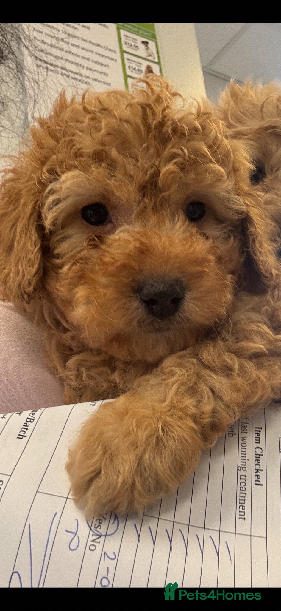 Cavapoo dogs Stunning red make ready to leave  - Advert 12