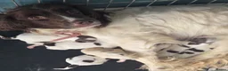 English Springer Spaniel dogs for sale: Farm bred springer spaniel puppies - Advert 2