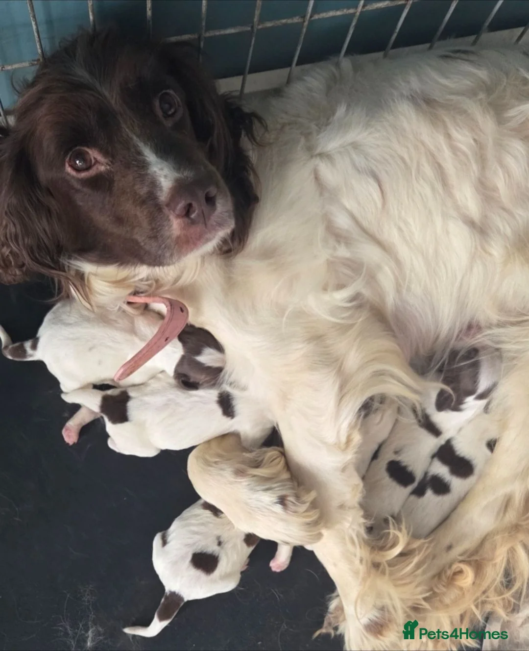 English Springer Spaniel dogs for sale: Farm bred springer spaniel puppies - Advert 2