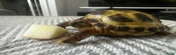 Tortoise reptiles for sale: Horsefield Tortoise in Alford - Advert 5