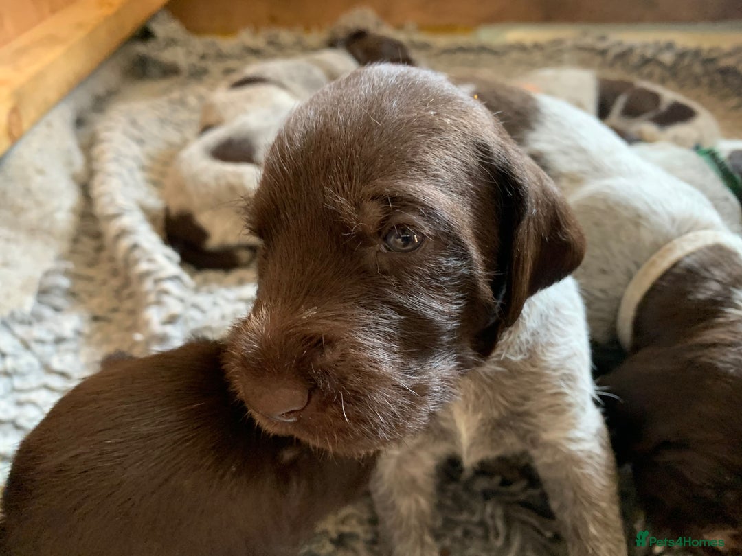 German Wirehaired Pointer dogs for sale: Pedigree GWP pups from strong working lines - Image 5