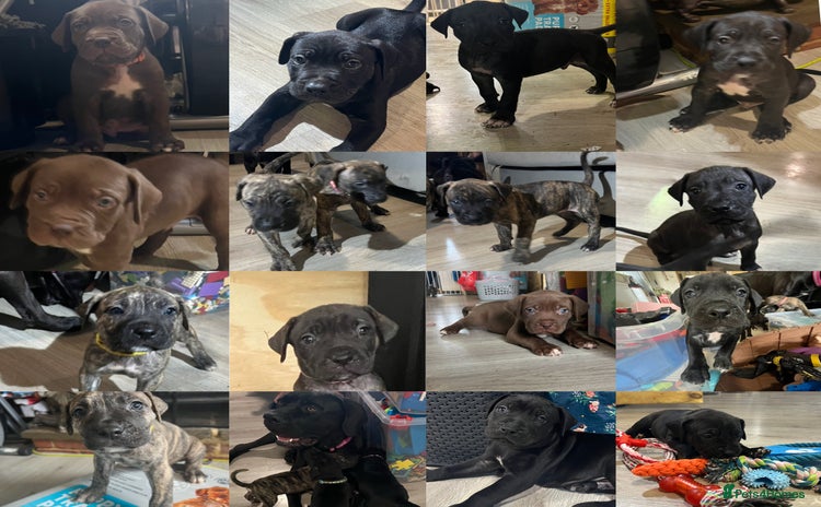 Cane Corso dogs - Advert 11