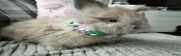 Angora rabbits for sale: English Angora Full Faced - Advert 14