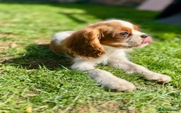 Cavalier King Charles Spaniel dogs for sale: CAVALIER KING CHARLES PUPPY – KC REG & DNA TESTED - Image 4