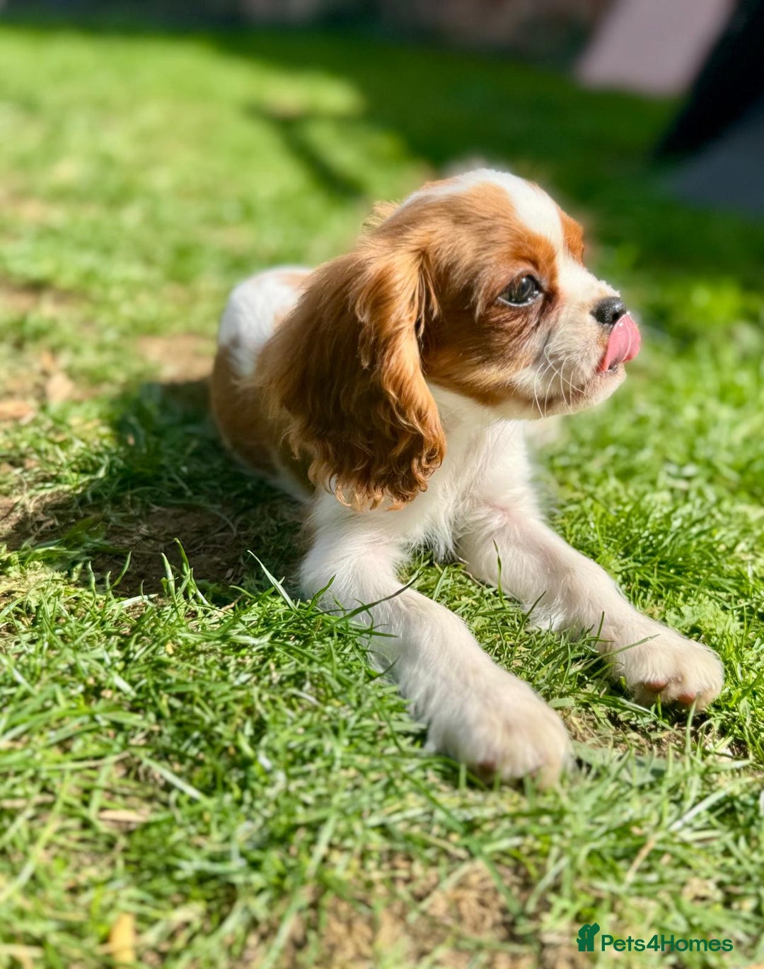 Cavalier King Charles Spaniel dogs for sale: CAVALIER KING CHARLES PUPPY – KC REG & DNA TESTED - Image 4