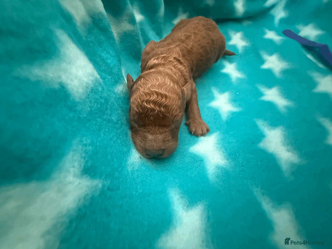 Labradoodle dogs for sale: Miniature Labradoodle F1BB Puppies - Image 6