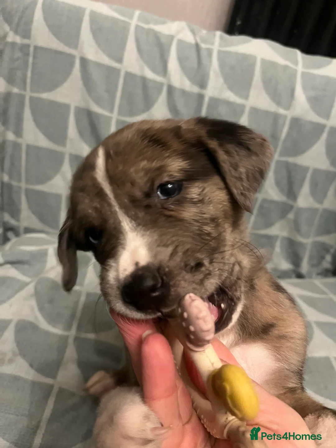 Mixed Breed dogs for sale: Beautiful Merle Caucasian corso - Advert 9