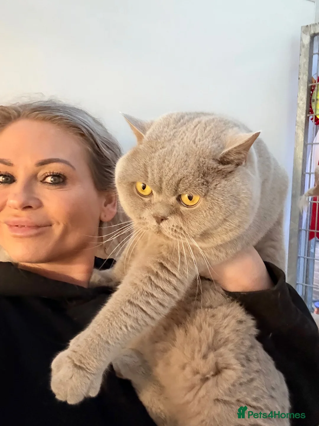 British Shorthair cats for stud: Gorgeous impgr Champion Bexivia Xavier blood B  in Leeds - Advert 2