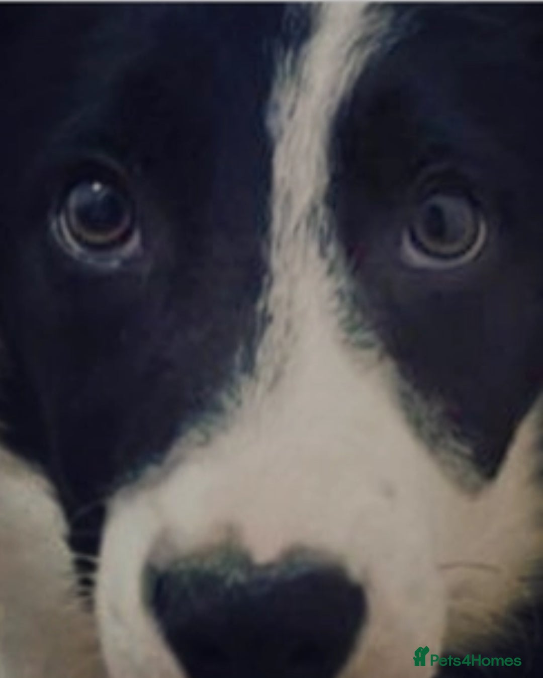 Border Collie dogs for stud: Beautiful Pedigree Stud Border Collie for breeding in Isleworth - Advert 22