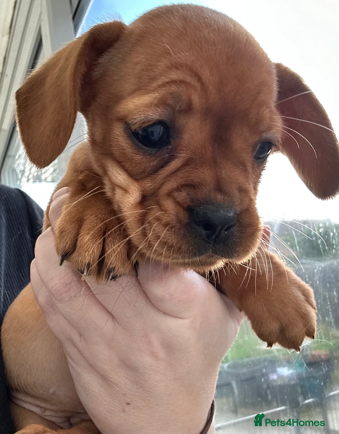 Mixed Breed dogs for sale: frenchel pups READY TO LEAVE - Advert 14