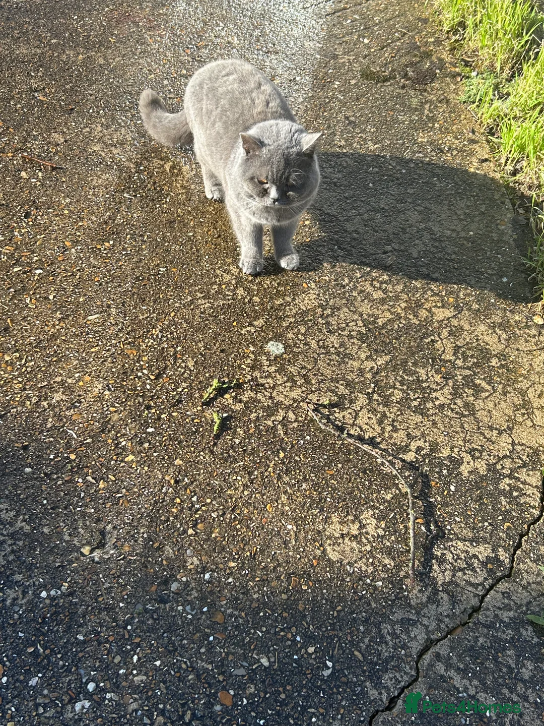 British Shorthair cats for sale: British shorthair - Advert 3