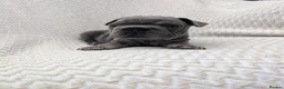 French Bulldog dogs for sale: Gorgeous french bulldog puppies  - Advert 11