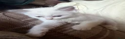 Ragdoll cats for sale: 5 Beautiful ragdoll kittens for sale  - Advert 3