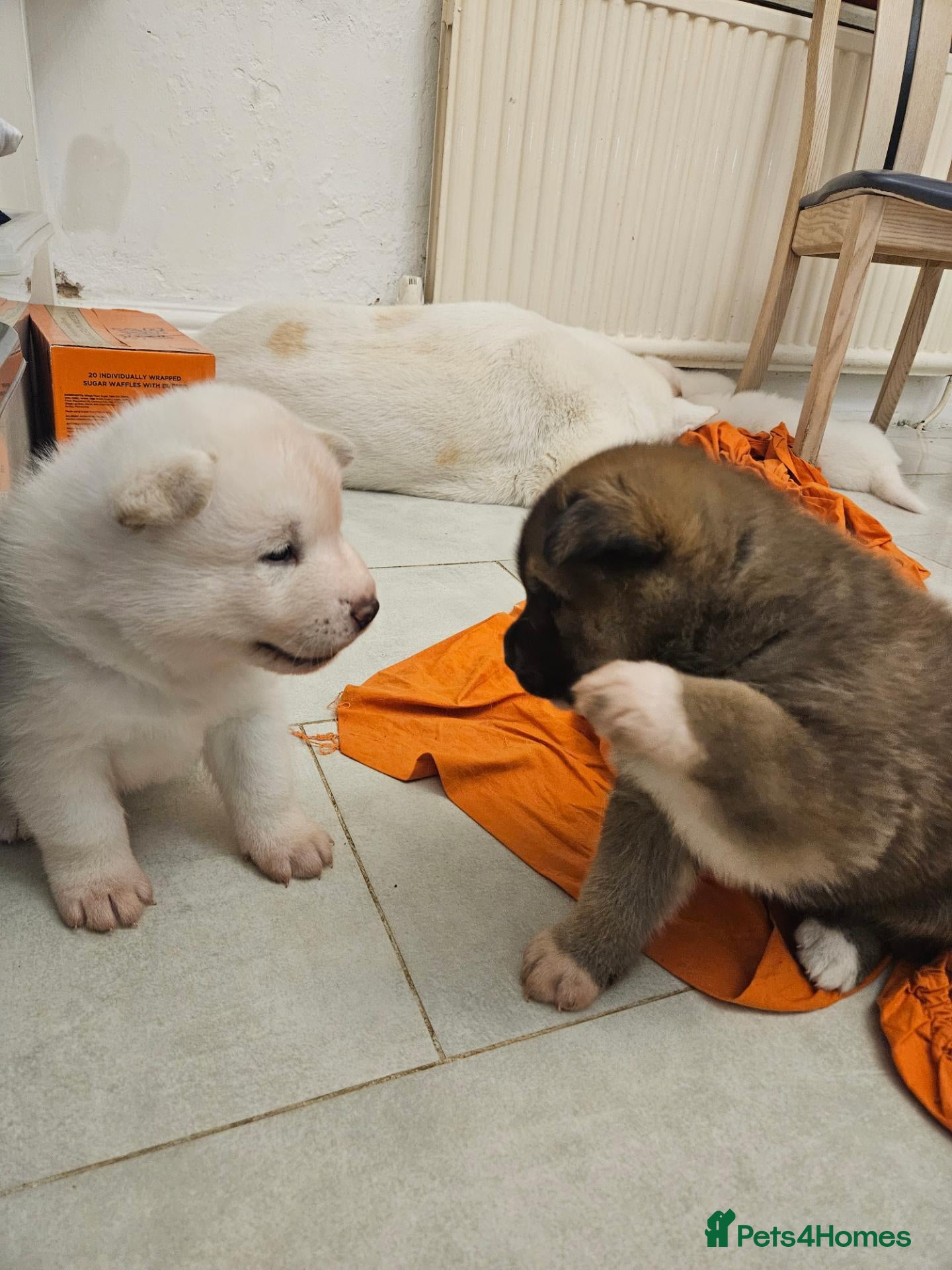 Mixed Breed dogs for sale: Japanese akita cross husky/tibetan mastiff - Advert 2