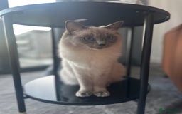 Ragdoll cats for sale: Ragdoll kittens for sale  - Image 7