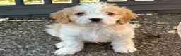 Cavapoo dogs for sale: F1b Cavapoo pupppies… - Advert 13