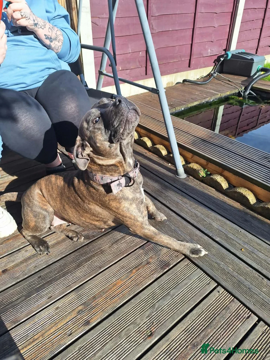 Mixed Breed dogs for sale: Staffy Mix Puppies in Seaham - Advert 16