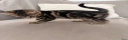 Bengal cats for sale: Last Bengal Cross Kitten Beautiful Girl Ready Now - Advert 6