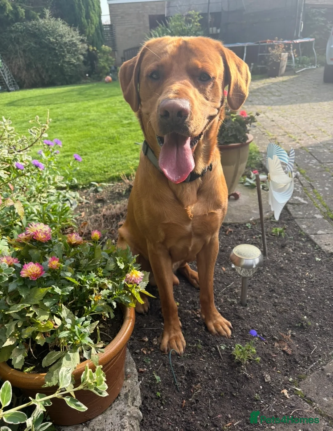 Labrador Retriever dogs for stud: KC registered and fully health checked  - Advert 7