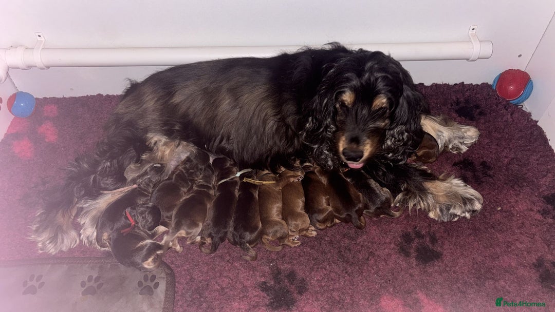 Cockapoo dogs for sale: Melt your heart ❤️ F1 Cockapoos - Image 1