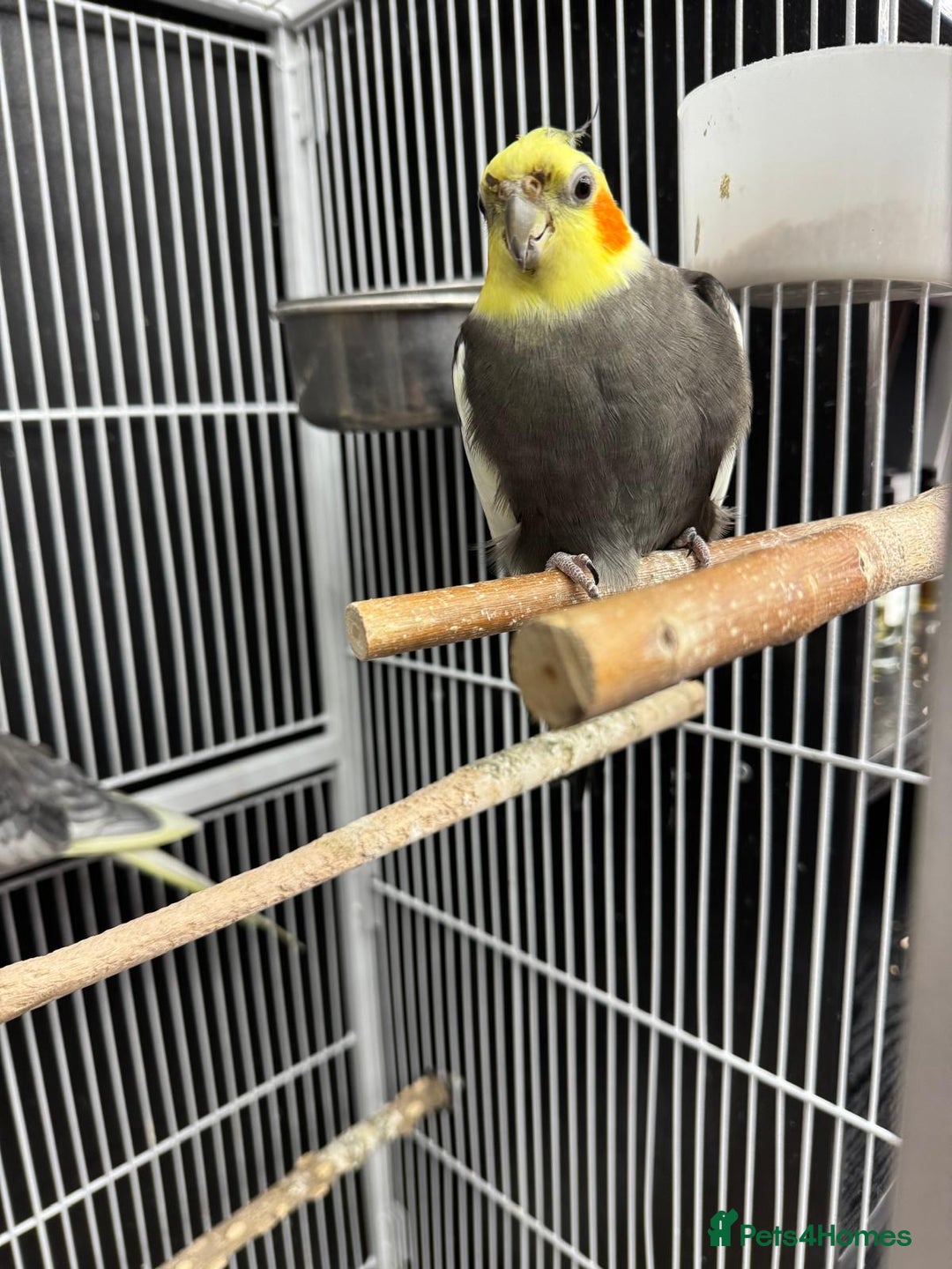 Ringnecks birds for sale: Male and female cocktails - Advert 1