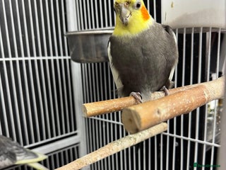 Ringnecks birds - Advert 3