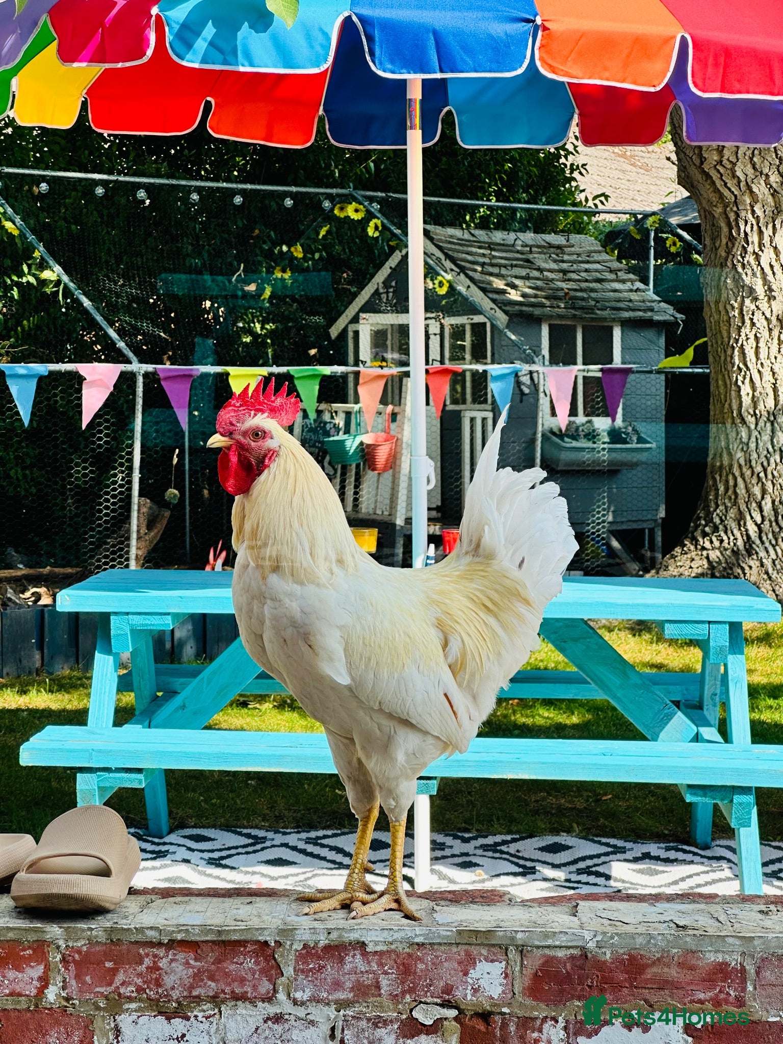 Chickens poultry Cockerel - Advert 6