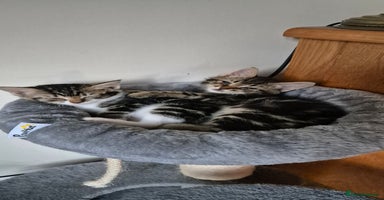 Maine Coon cats - Advert 2