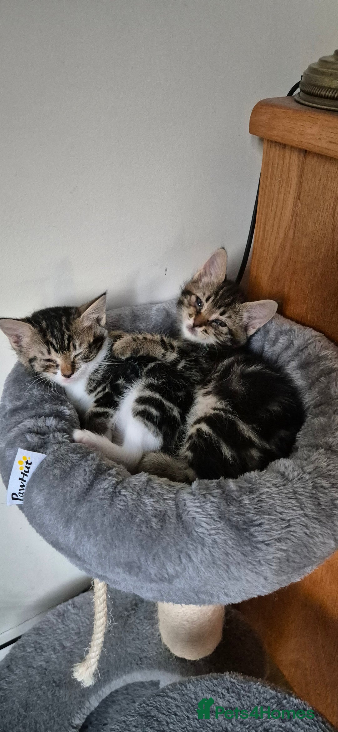 Maine Coon cats for sale: Maine Coon cross kittens for sale - Image 3