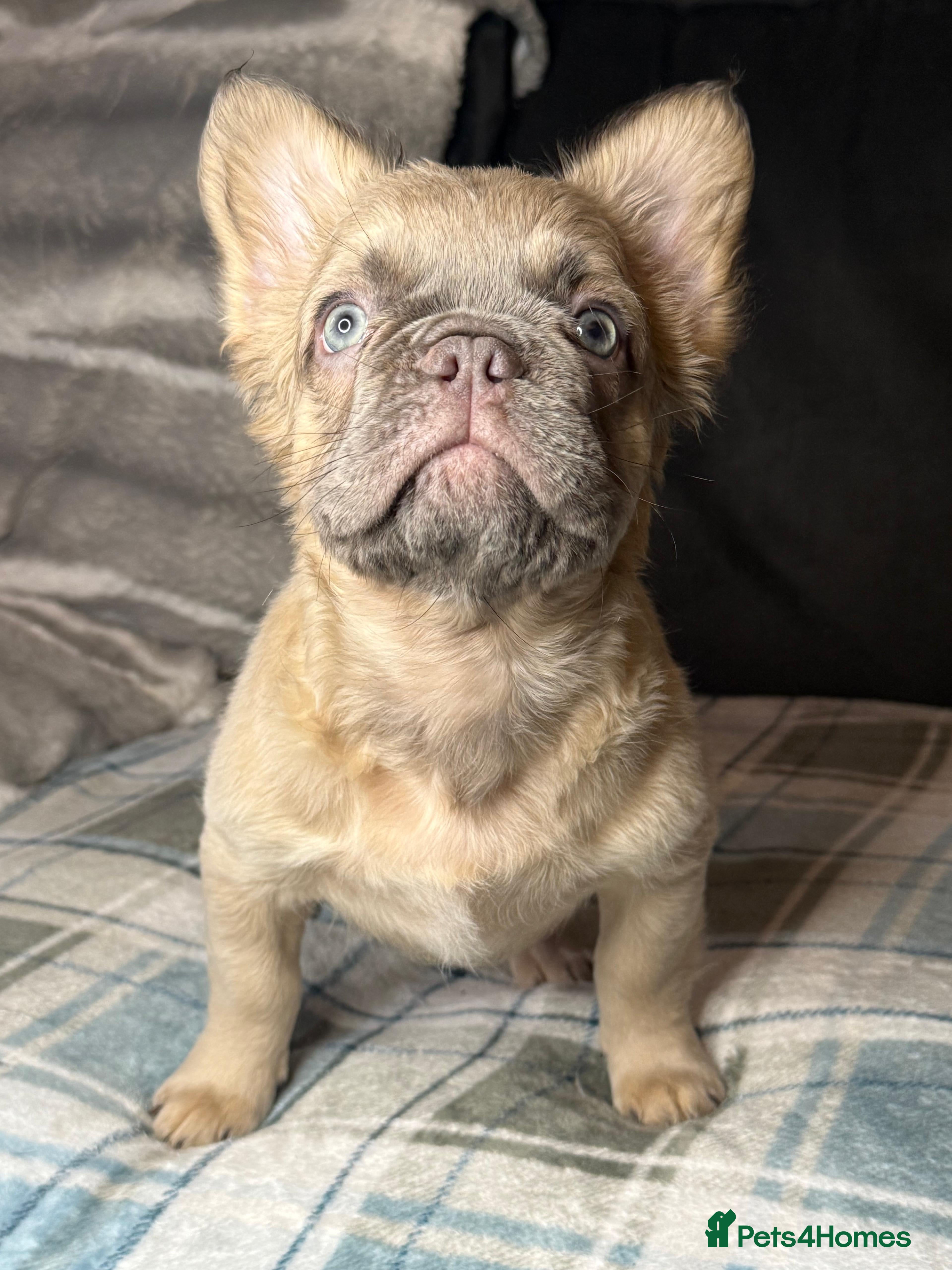 French Bulldog dogs Quality French Bulldog Puppies – Well Socialised - Advert 15