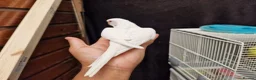 Budgerigars birds for sale: Super silly hand tamed baby budgies  - Advert 10