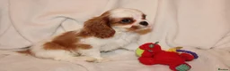 Cavalier King Charles Spaniel dogs for sale: Gorgeous Cavalier King Charles Spaniel puppies - Advert 24