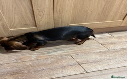 Dachshund dogs for sale: Dachshund female 6 months brown - Image 4