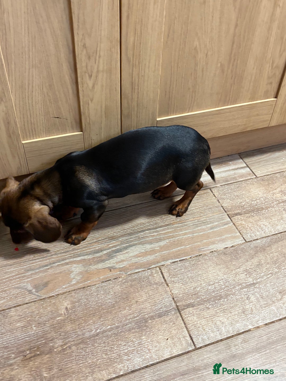 Dachshund dogs for sale: Dachshund female 6 months brown - Image 4