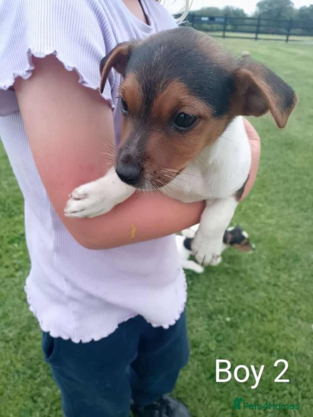 Jack Russell dogs for sale: Gorgeous true traditional Jack Russell pups - Image 2