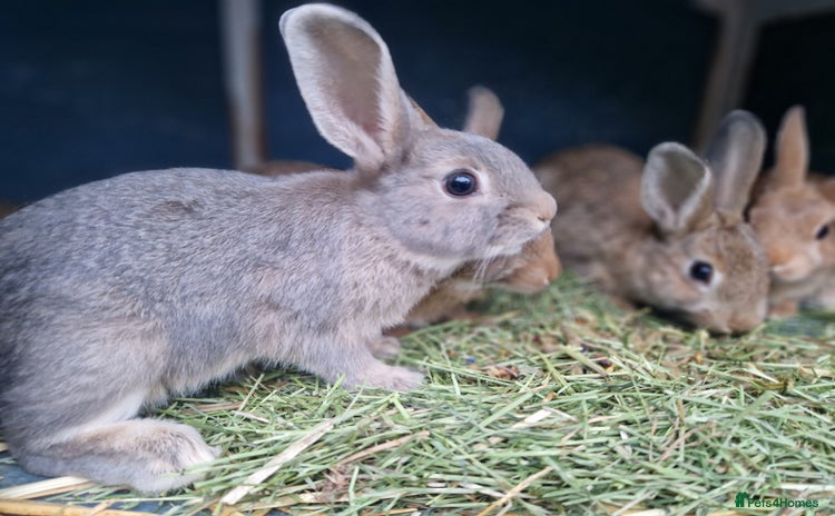 Mixed Breed rabbits - Advert 2