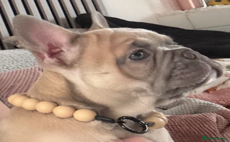 French Bulldog dogs - Advert 15