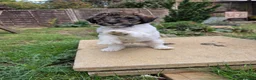 Standard Poodle dogs for sale: Parti Colour Fox Terrier x Standard Poodle Pups - Advert 26
