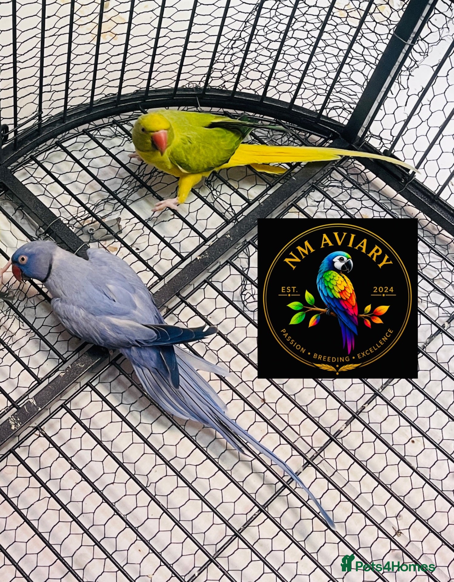 Parakeets birds Ringneck Opaline clear tail  - Advert 2