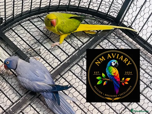 Parakeets birds for sale: Ringneck Opaline clear tail - Advert 2