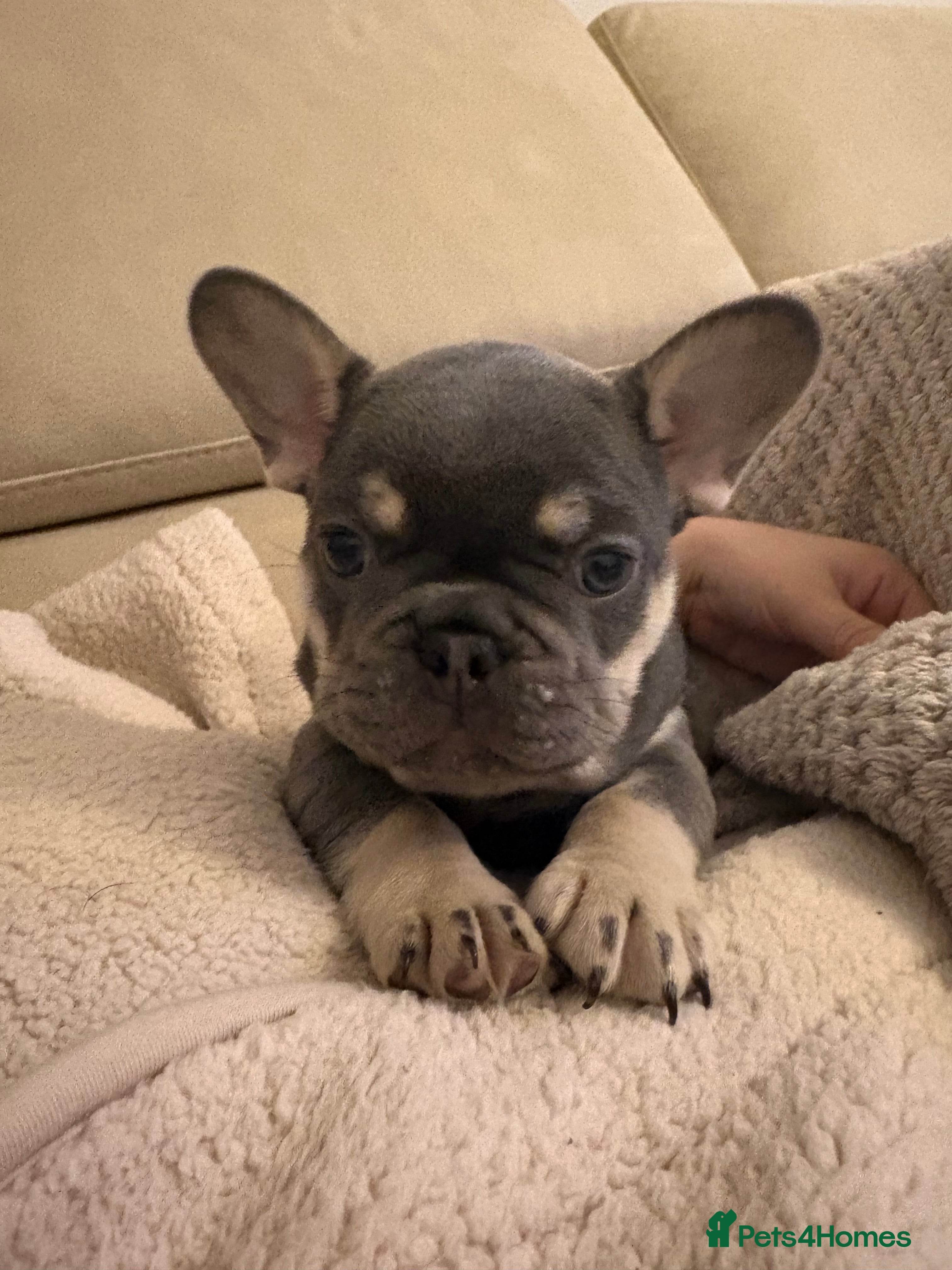 French Bulldog dogs French bulldog pups (dwkc registered)  - Advert 12