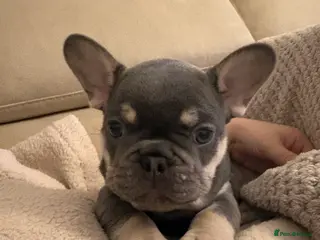 French Bulldog dogs French bulldog pups (dwkc registered) - Advert 12