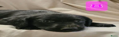 Labrador Retriever 8