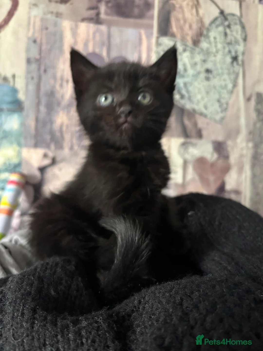 Mixed Breed cats for sale: Beautiful kittens  - Advert 8
