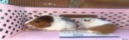 Guinea Pig rodents for sale: Mixed Guinea pigs  - Advert 4