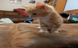 Mixed Breed cats for sale: Mixed breed maine coon  - Image 16